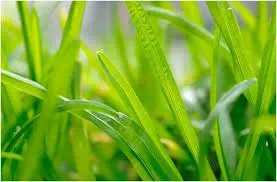 Gras