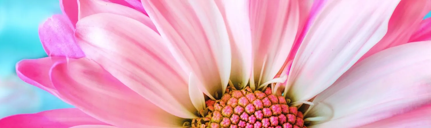 Roze bloem in zachte close-up