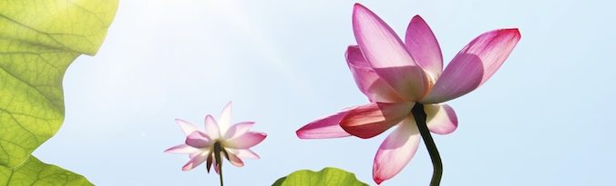 Voetreflexologie afbeelding